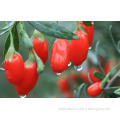 High Quality Certified Goji Berry